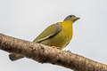 Yellow-footed Green Pigeon Treron phoenicopterus phoenicopterus