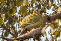 Yellow-footed Green Pigeon Treron phoenicopterus phoenicopterus