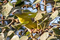 Yellow-footed Green Pigeon Treron phoenicopterus phoenicopterus