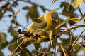 Yellow-footed Green Pigeon Treron phoenicopterus phoenicopterus