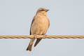 Yellow-throated Sparrow Gymnoris xanthocollis xanthocollis