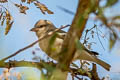 Yellow-throated Sparrow Gymnoris xanthocollis xanthocollis