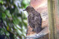 Blue Rock Thrush Monticola solitarius philippensis