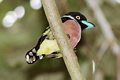 Black-and-yellow Broadbill Eurylaimus javanicus brookei