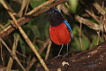 Black-crowned Pitta Erythropitta ussheri