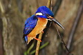 Blue-eared Kingfisher Alcedo meninting meninting