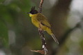 Bornean Bulbul Pycnonotus montis