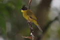 Bornean Bulbul Pycnonotus montis