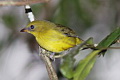 Bornean Whistler Pachycephala hypoxantha hypoxantha