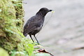 Bornean Whistling Thrush Myophonus borneensis