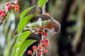 Brown Barbet Caloramphus fuliginosus tertius