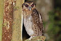 Brown Wood Owl Strix leptogrammica vaga