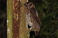 Brown Wood Owl Strix leptogrammica vaga