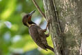 Buff-necked Woodpecker Meiglyptes tukki tukki