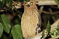 Buffy Fish Owl Ketupa ketupa ketupa