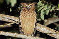 Buffy Fish Owl Ketupa ketupa ketupa