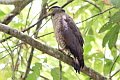 Crested Serpent Eagle Spilornis cheela pallidus