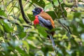 Diard's Trogon Harpactes diardii sumatramus