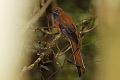 Whitehead's Trogon