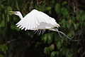 Eastern Great Egret Egretta alba modesta