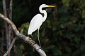 Eastern Great Egret Egretta alba modesta