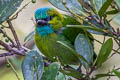 Golden-naped Barbet Psilopogon pulcherrima