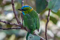 Golden-naped Barbet Psilopogon pulcherrima