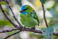 Golden-naped Barbet Psilopogon pulcherrima