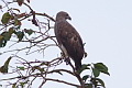 Grey-headed Fish Eagle Icthyophaga ichthyaetus