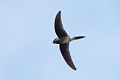 Grey-rumped Treeswift Hemiprocne longipennis harterti