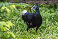 Crested Fireback Lophura rufa