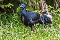 Crested Fireback Lophura rufa