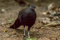 Mountain Peacock-Pheasant Polyplectron inopinatum