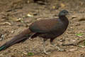 Mountain Peacock-Pheasant Polyplectron inopinatum