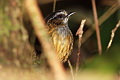 Mountain Wren-Babbler Gypsophila crassa