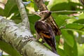 Orange-backed Woodpecker Chrysocolaptes validus xanthopygius