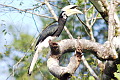 Oriental Pied Hornbill Anthracoceros albirostris convexus