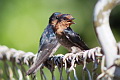 Pacific Swallow Hirundo tahitica javanica