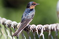 Pacific Swallow Hirundo javanica javanica