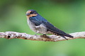 Pacific Swallow Hirundo tahitica javanica