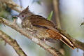 Penan Bulbul Alophoixus ruficrissus fowleri