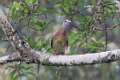 Pink-necked Green Pigeon Treron vernans