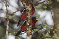 Black-and-red Broadbill Cymbirhynchus macrorhynchos macrorhynchos