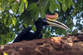 Rhinoceros Hornbill Buceros rhinoceros rhinoceros