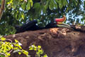 Rhinoceros Hornbill Buceros rhinoceros rhinoceros