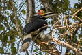 Rhinoceros Hornbill Buceros rhinoceros rhinoceros