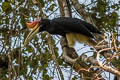 Rhinoceros Hornbill Buceros rhinoceros rhinoceros