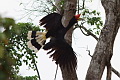 Rhinoceros Hornbill Buceros rhinoceros rhinoceros borneoensis