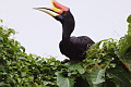 Rhinoceros Hornbill Buceros rhinoceros rhinoceros borneoensis