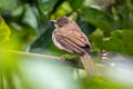 Spectacled Bulbul Ixodia erythropthalmos